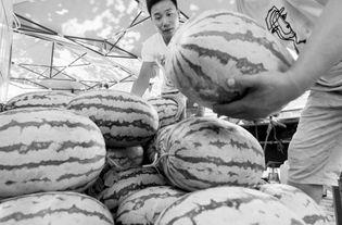 今日西安瓜价,甜蜜价格波动一览