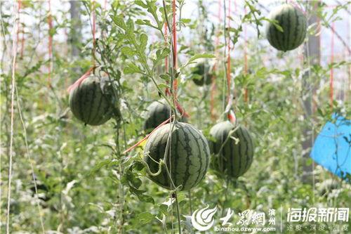 五一今日吃瓜爆料视频