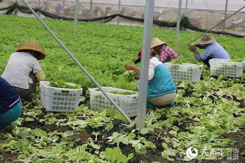 今日海南冬季瓜菜,热带宝岛上的“菜篮子”丰收景象
