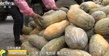 广西茄瓜今日收购价格,行情波动，市场动态一览”
