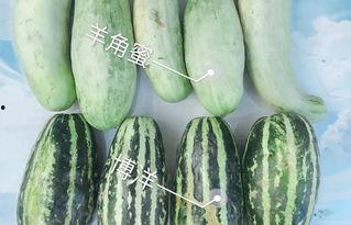 今日瓜品种价格,品种价格一览，新鲜资讯速递
