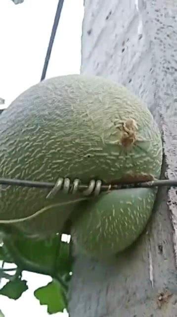 哈密瓜今日行情沈阳,今日价格波动及市场动态解析”