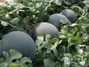 今日瓜价格,市场行情一览