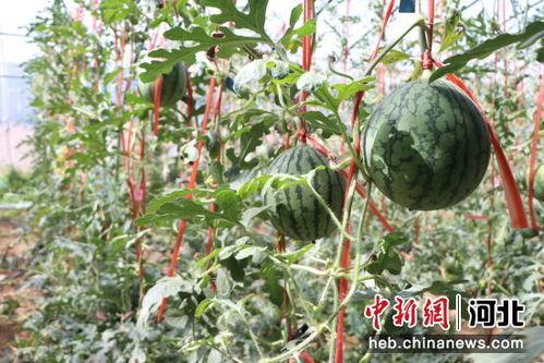 漯河市小吊瓜今日价格,价格行情一览”