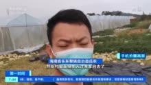 今日海南乐东哈密瓜价格,品质佳受热捧