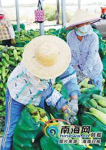 今日海南农业瓜菜价格,今日市场行情一览